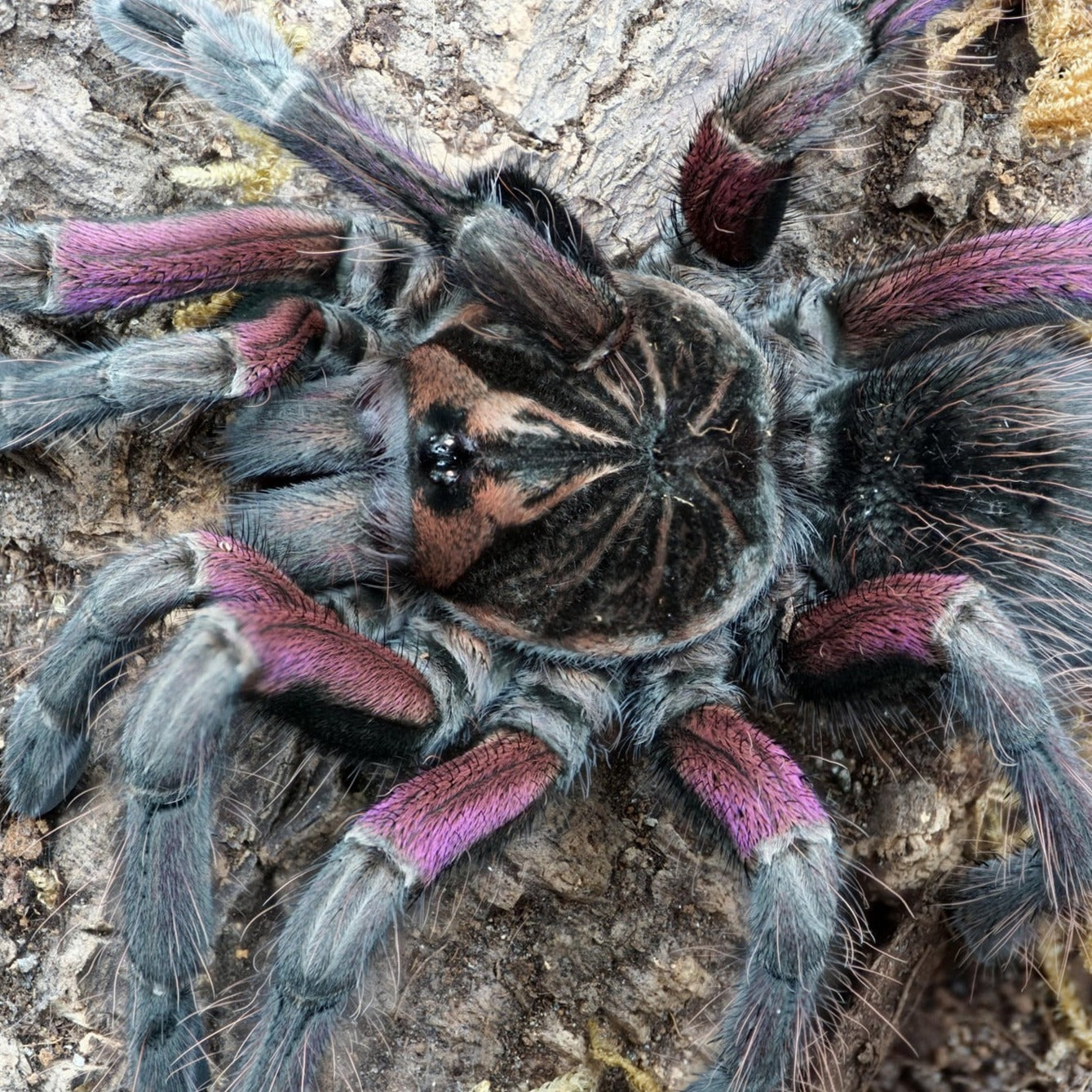 Pamphobeteus sp 'Machala' (Ecuador Purple Bloom) 0.75