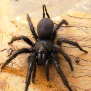 Macrothele palpator (Chinese Funnel Web) 1-2"