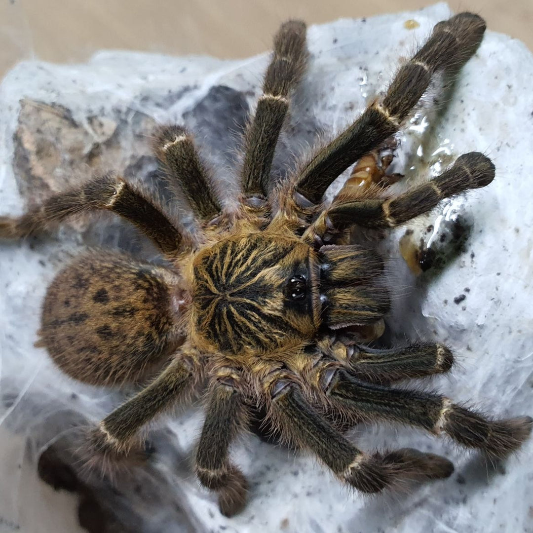 Pterinochilus murinus 'Mikumi' (Mikumi Baboon) 3" MALE | MM