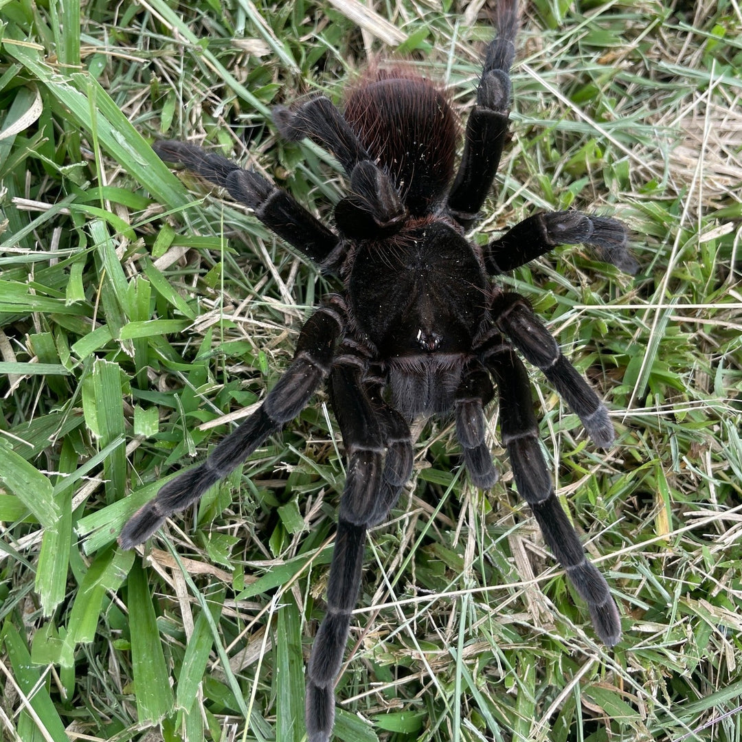 Pamphobeteus sp 'Coca' (Orellana Black Bloom Birdeater) 1.5"