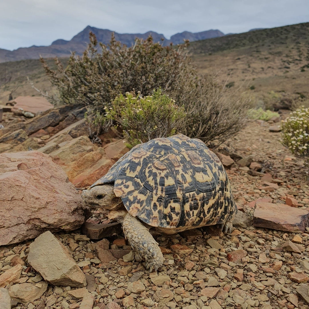 Tigmochelys pardalis (Leopard Tortoise) '24 Hatchlings