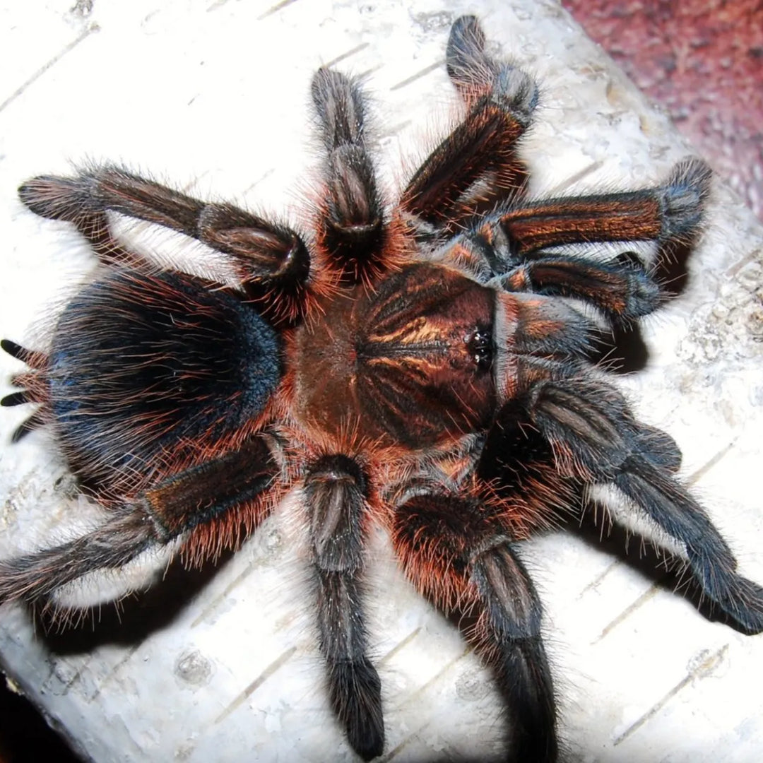 Phormictopus atrichomatus (Red Island Birdeater) 0.75" | 1.5-2"