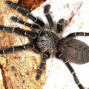 Pterinochilus murinus 'Botswana/Zimbabwe' 1"