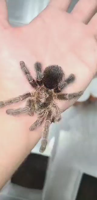 Avicularia merianae (Peruvian Pink-Toe) 2" MALE