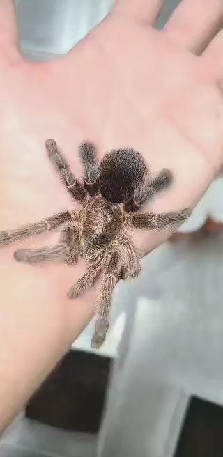 Avicularia merianae (Peruvian Pink-Toe) 0.75"