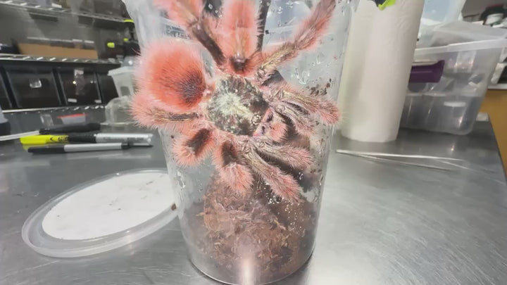 Caribena versicolor (Martinique Pink Toe) 0.5"