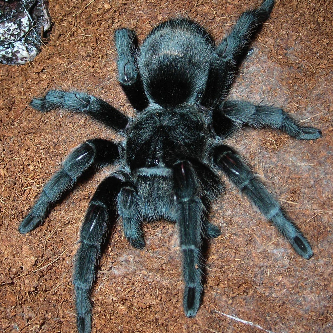 Grammostola pulchra (Brazilian Black) 0.75"