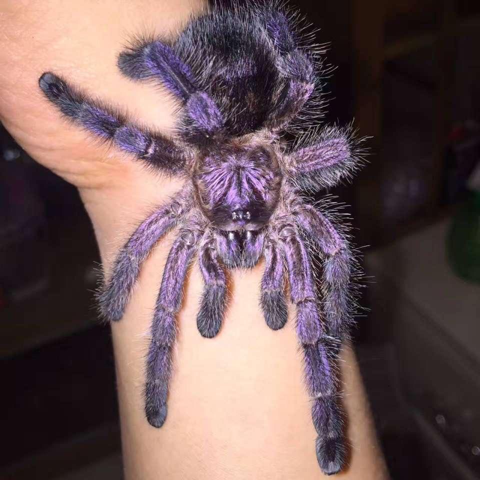 Avicularia purpurea (Purple Pink Toe) 0.5"