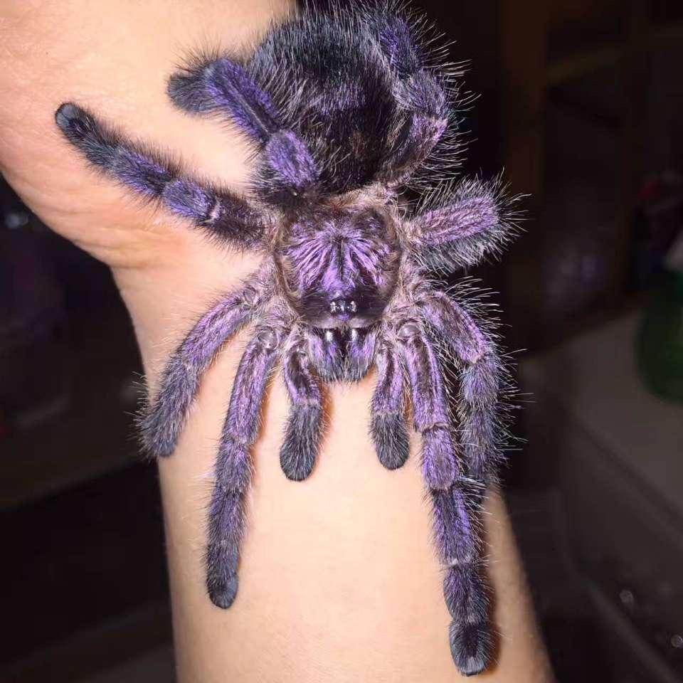 Avicularia purpurea (Purple Pink Toe) 0.5" | 0.75" | 1"+