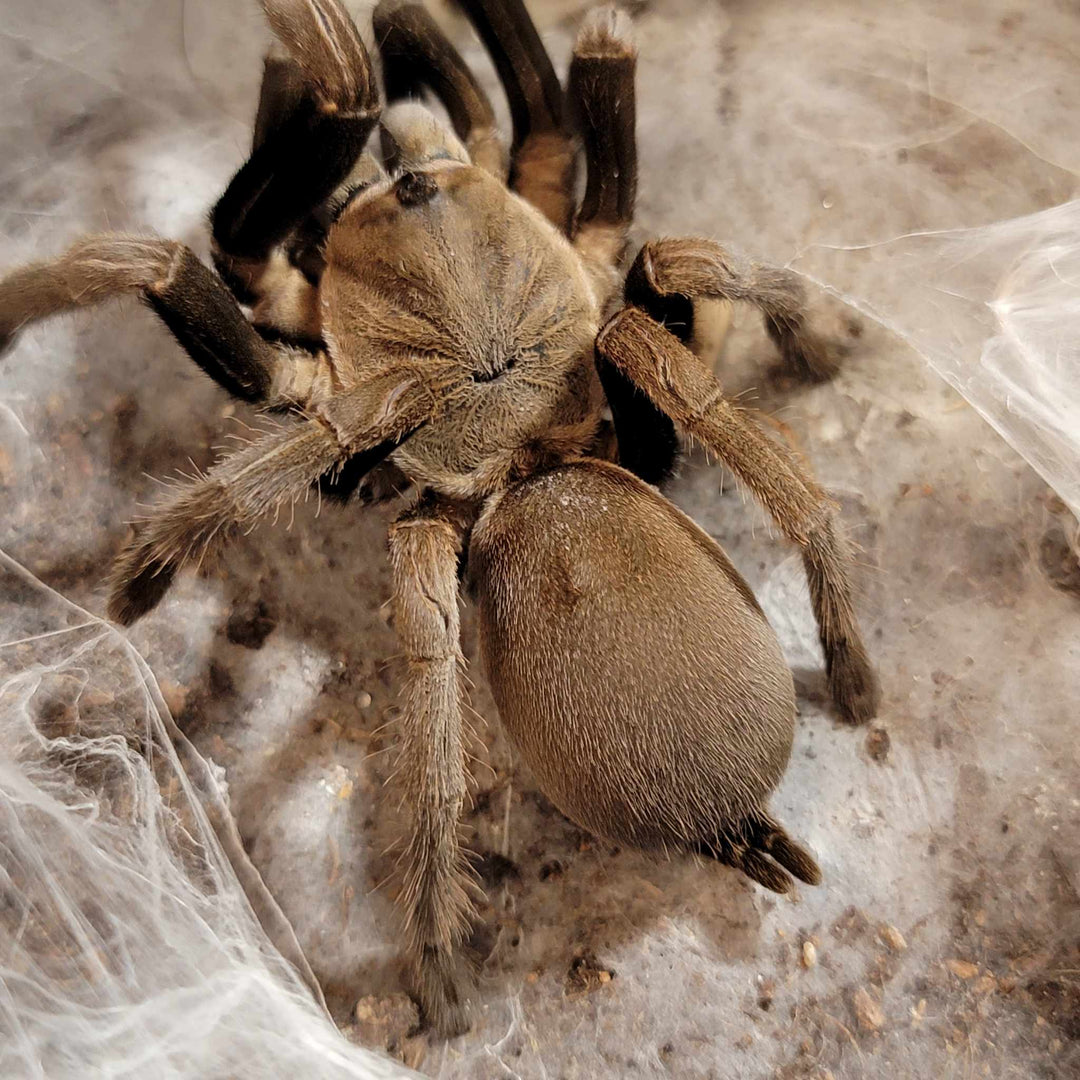 Selenocosmia crassipes 'Eunice' (Australian Whistling Spider) 0.5"