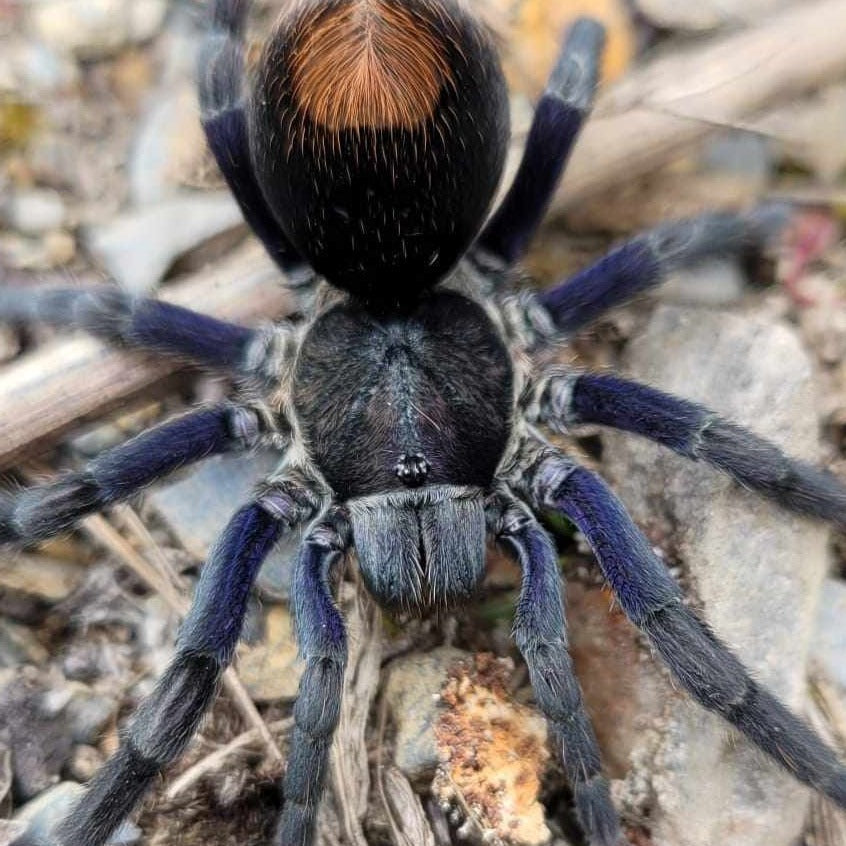 Hapalotremus hananqheswa (High Valley Blue) 0.5"