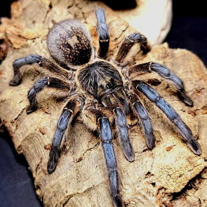 Harpactira pulchripes (Golden Blue-Legged Baboon) 0.5"
