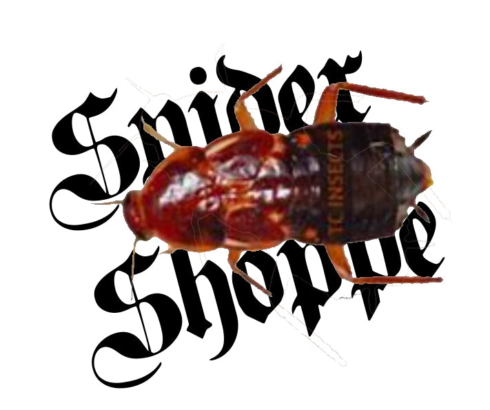 Red Runner - Nymphs (1/8-1/4")