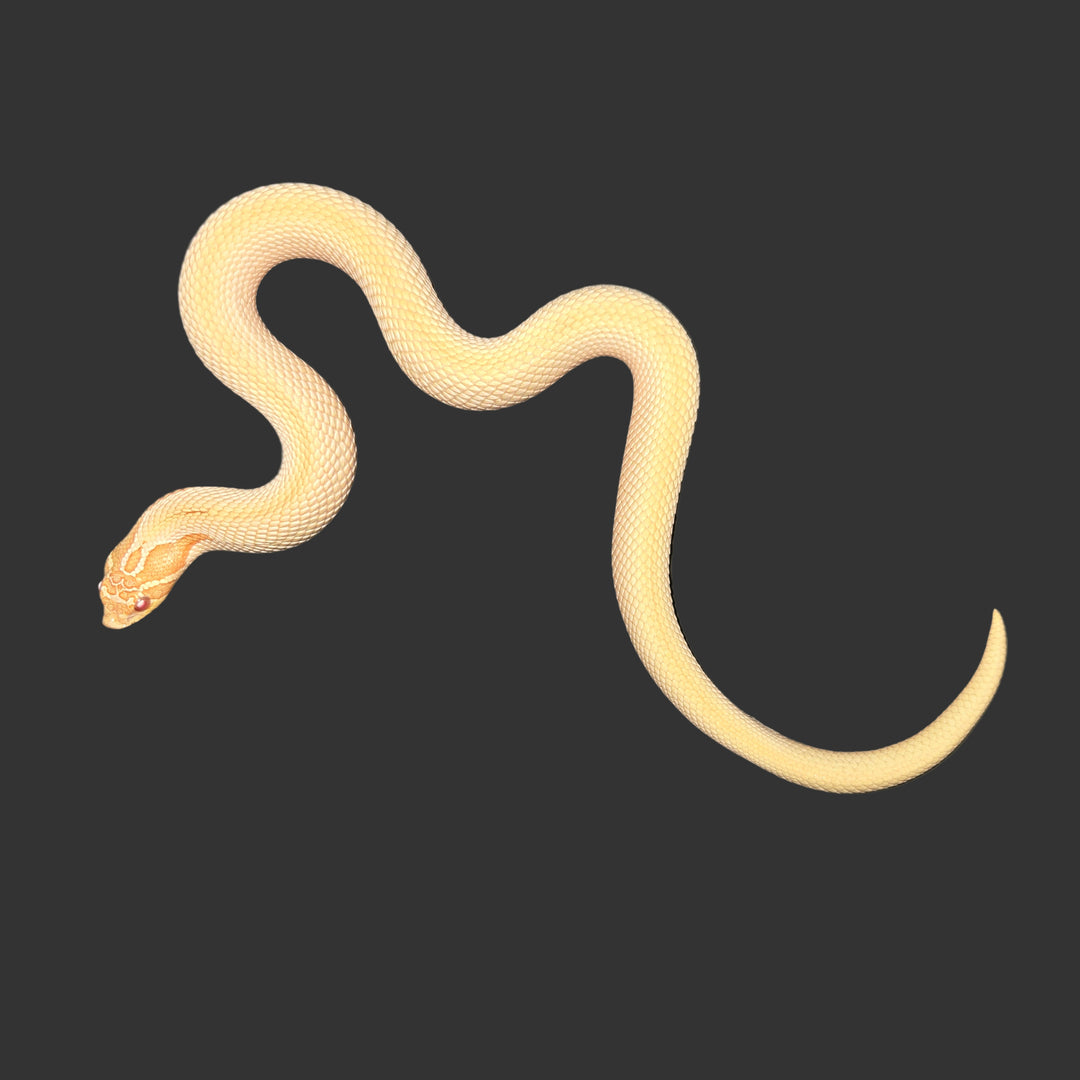 Heterodon nasicus (Hognose Snake) Albino Super Conda MALE