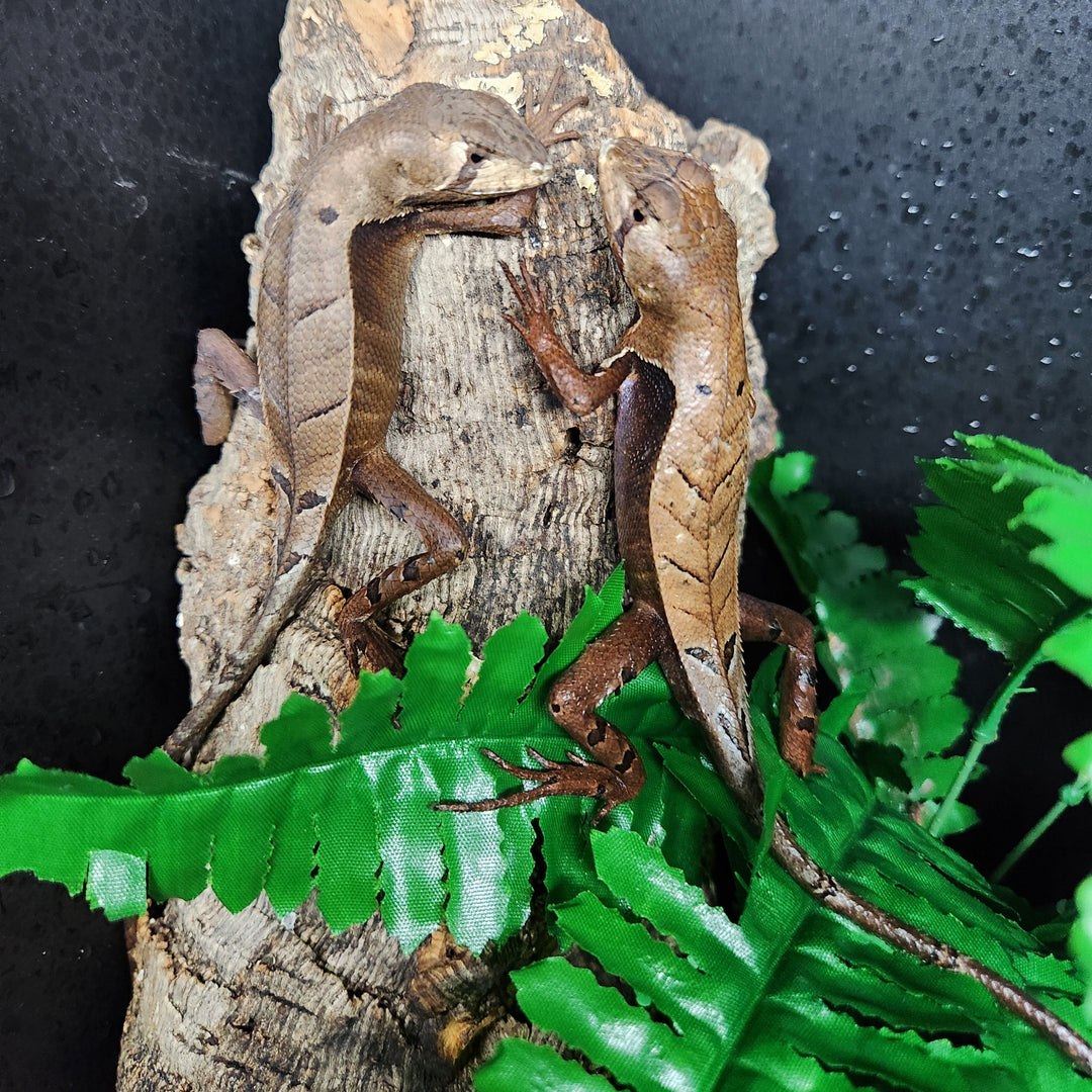 Stenocercus fimbriatus (Dead Leaf Lizard) 4-5"