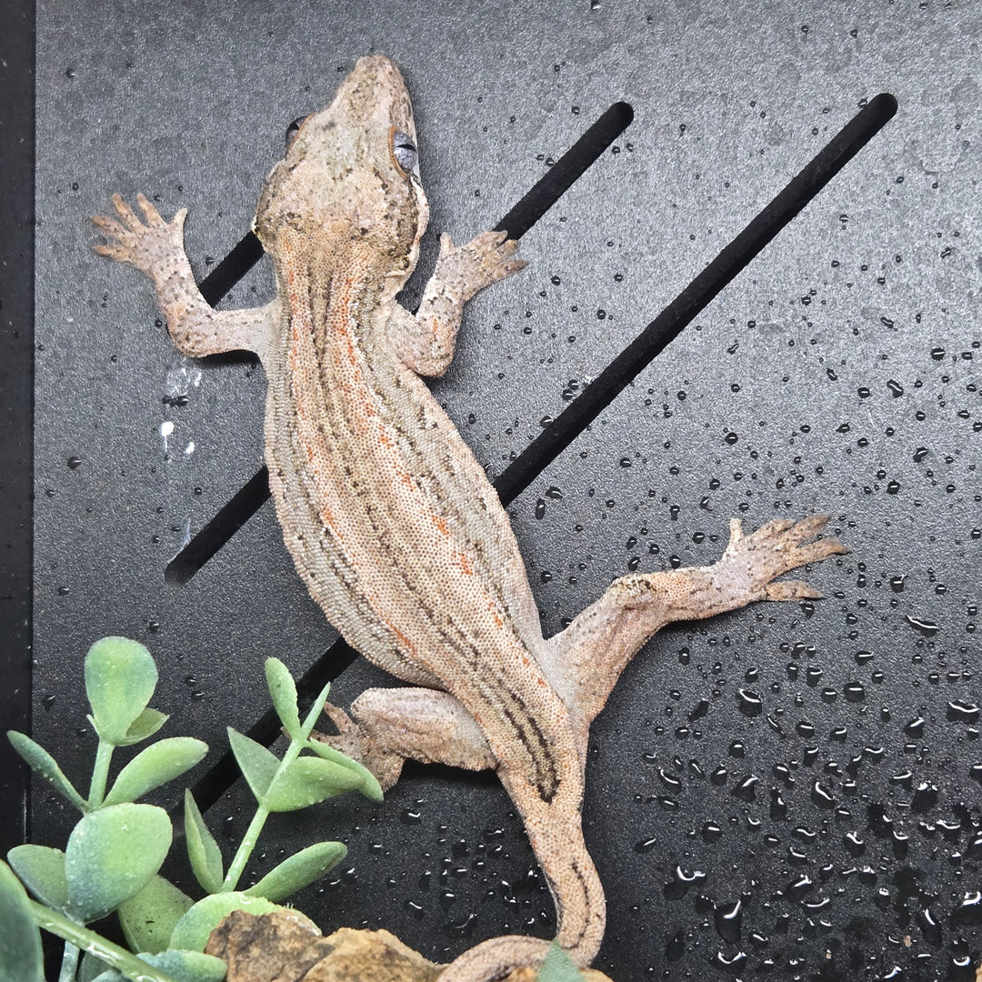 Rhacodactylus auriculatus (Gargoyle Gecko) '24 POSS PHANTOM EYE