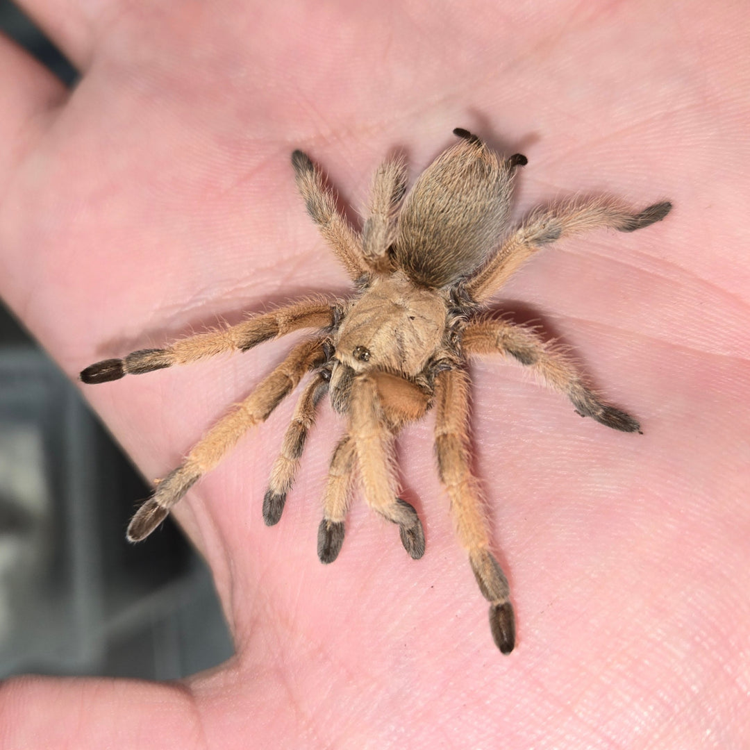 Aphonopelma moderatum (Rio Grand Gold) 3" FEMALE