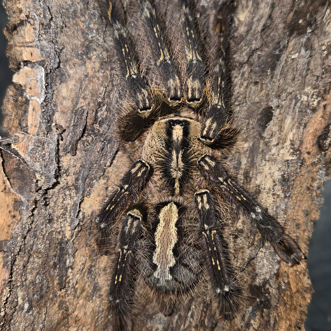 Poecilotheria ornata (Fringed Ornamental) 0.75"