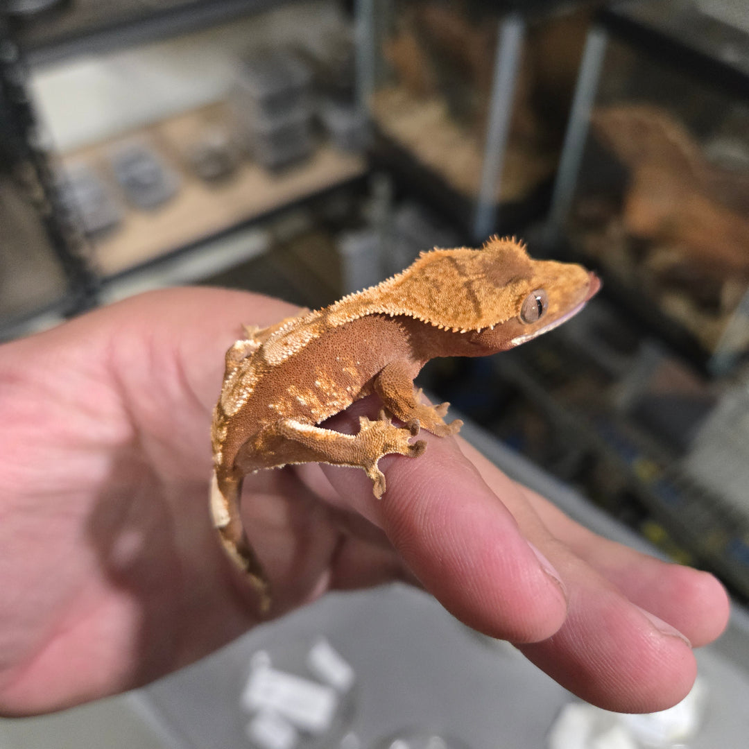 Correlophus ciliatus (Crested Gecko) Red Base Harlequin