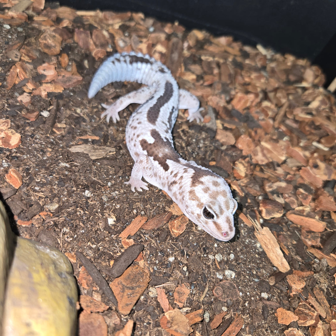Hemitheconyx caudicinctus (African Fat Tail Gecko) Oreo Zulu Whiteout Male