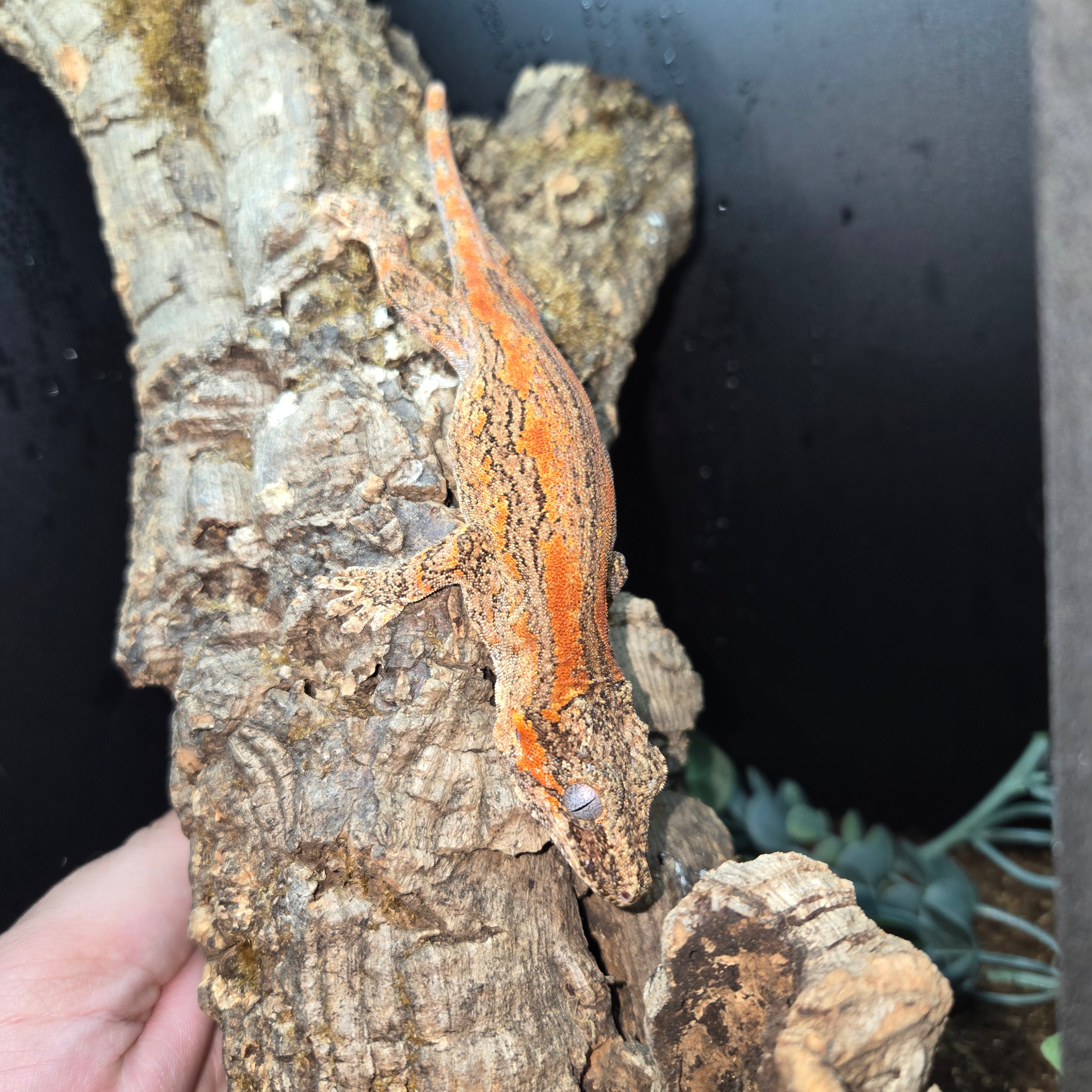 Rhacodactylus auriculatus (Gargoyle Gecko) Spider Shoppe