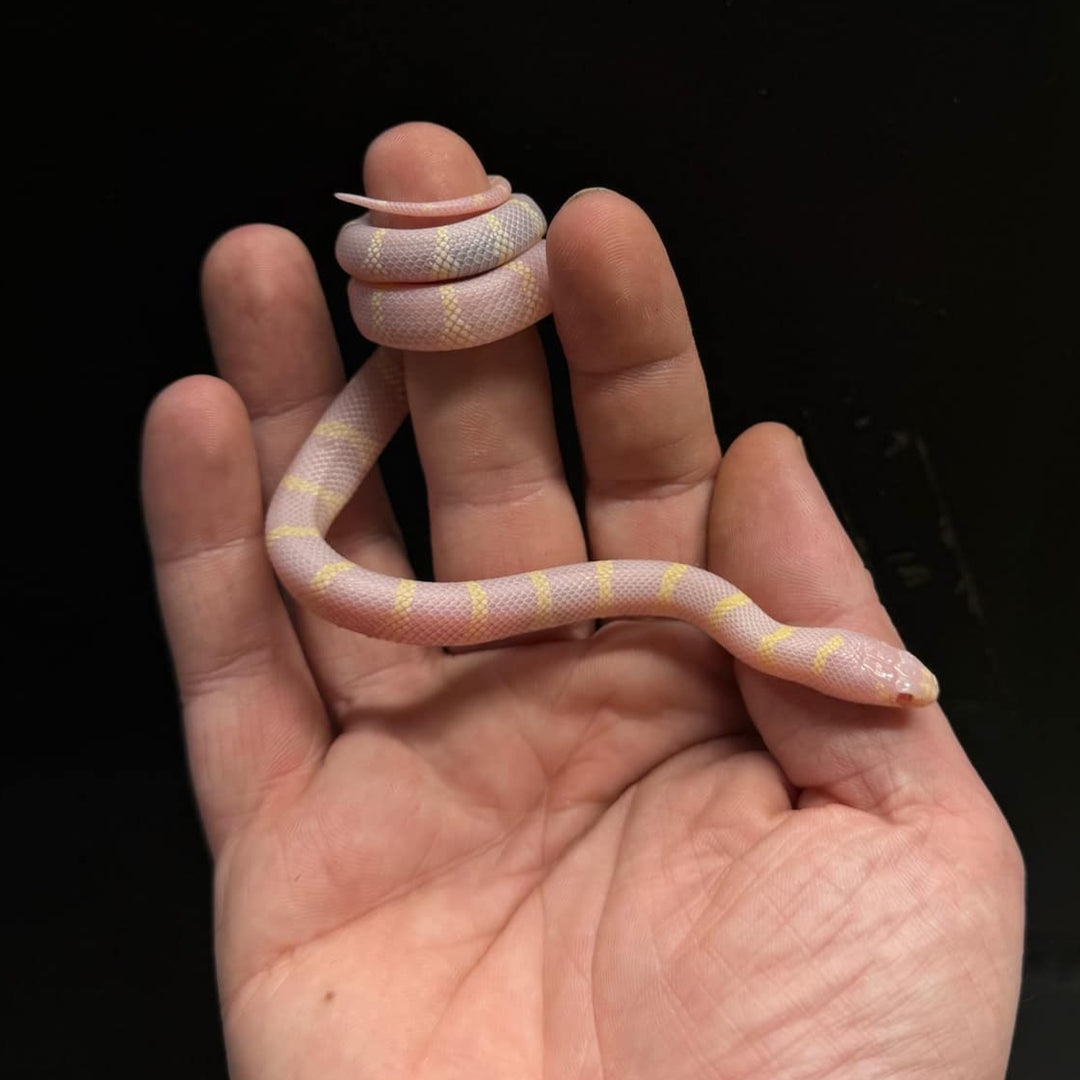 Lampropeltis californiae (California King Snake) 'Albino'