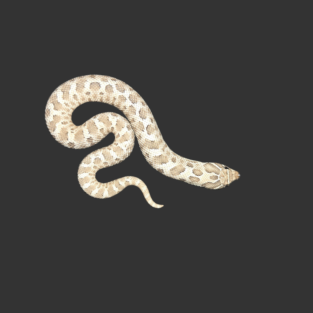 Heterodon nasicus (Hognose Snake) Axanthic Het Albino FEMALE