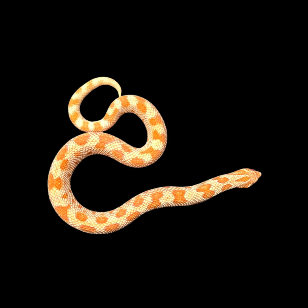 Heterodon nasicus (Hognose Snake) Red Albino Conda Male