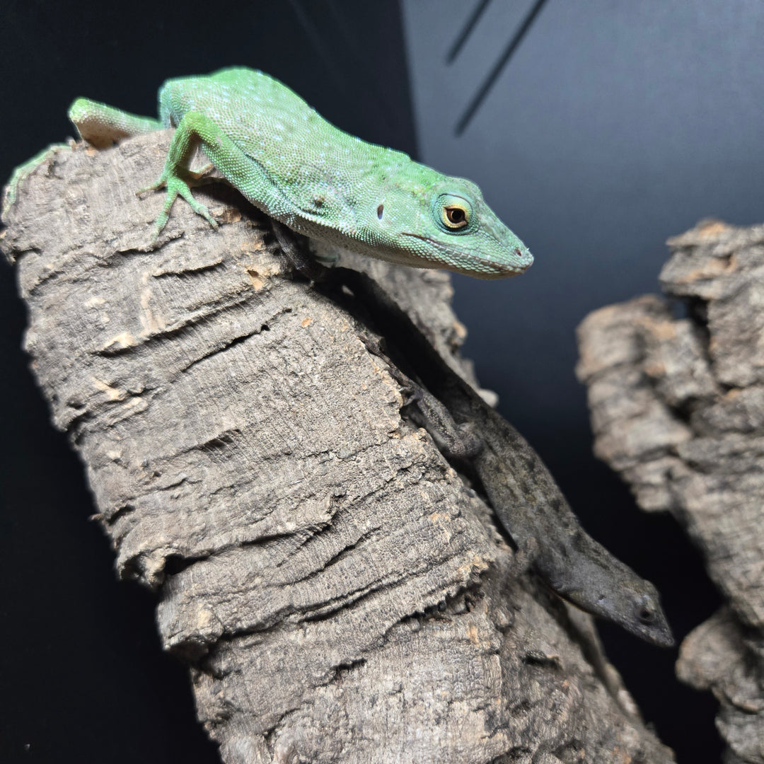 Anolis biporcatus (Neotropical Anole) 4-5"