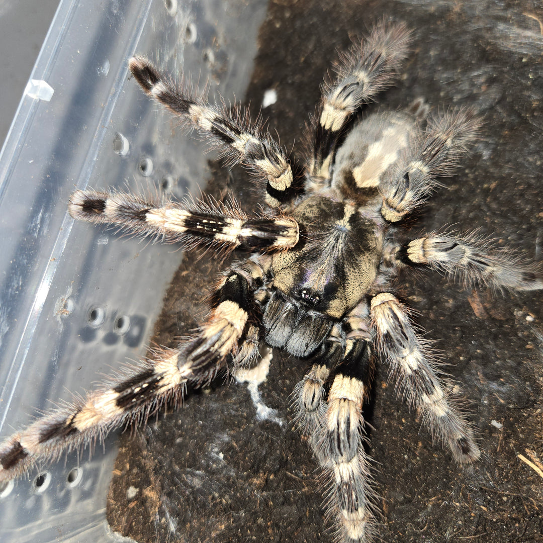 Poecilotheria tigrinawesseli (Wessel's Tiger Ornamental) 3" | MM