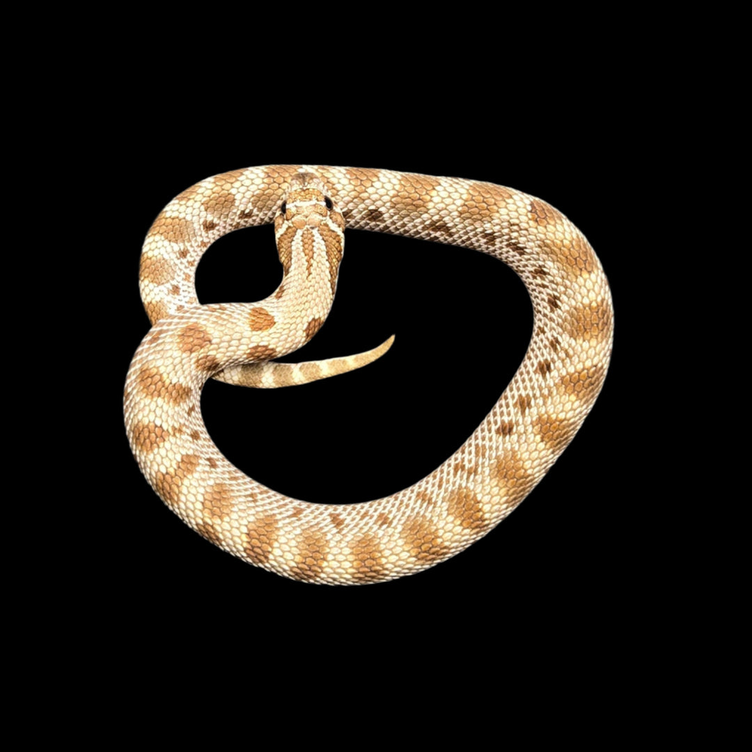 Heterodon nasicus (Hognose Snake) Conda Het Axanthic Female