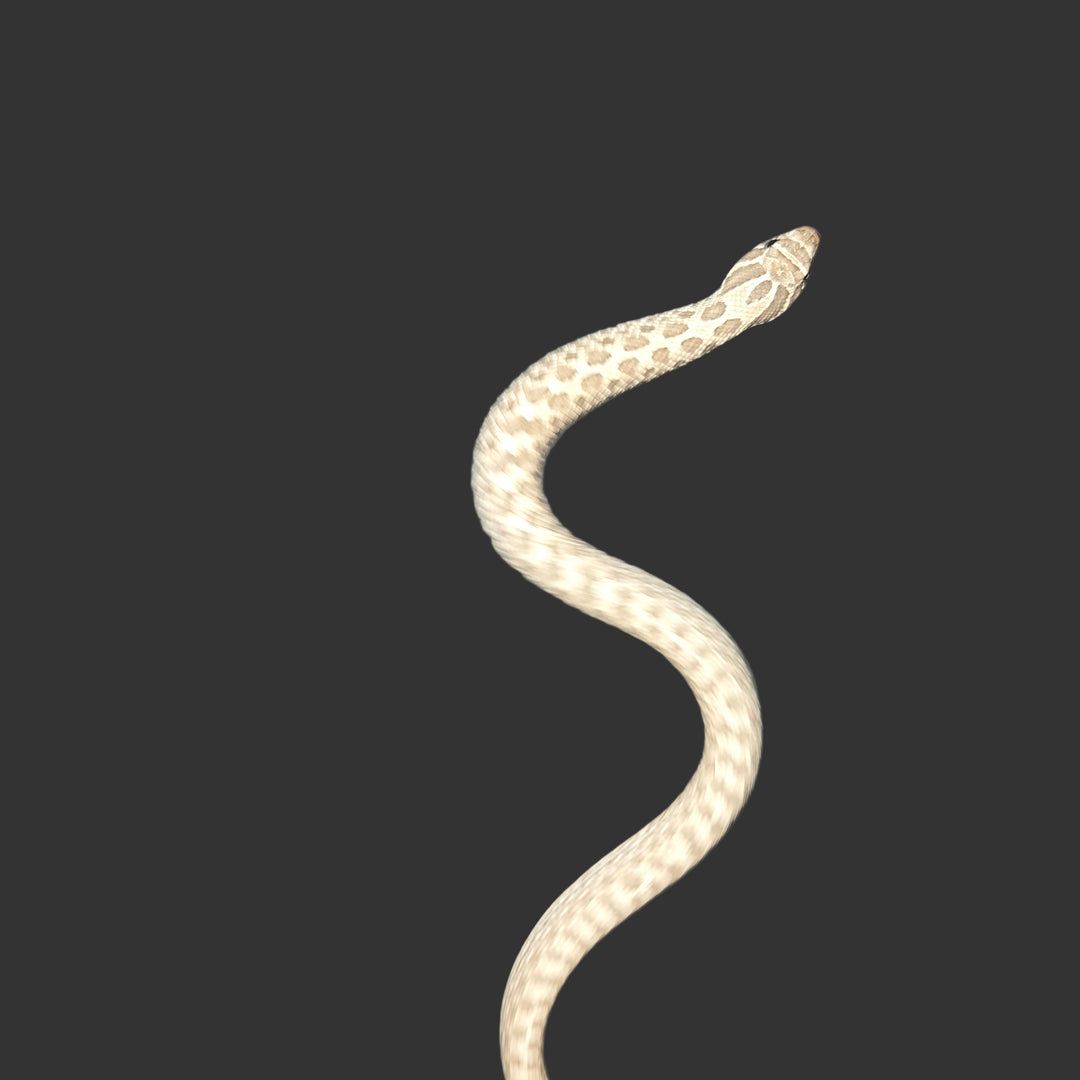 Heterodon nasicus (Hognose Snake) Axanthic Het Albino FEMALE