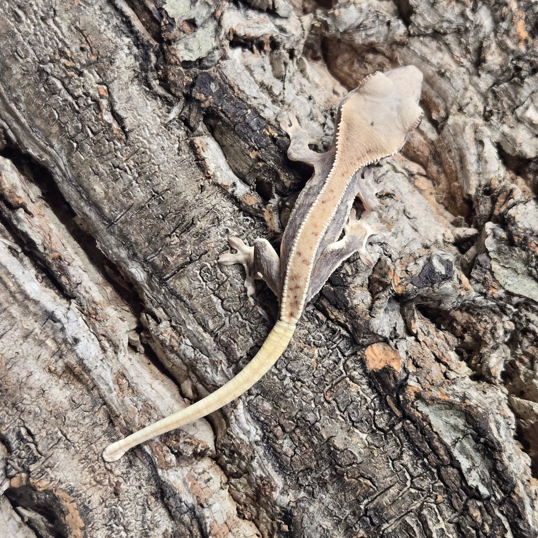 Correlophus ciliatus (Crested Gecko) Lily White LW912