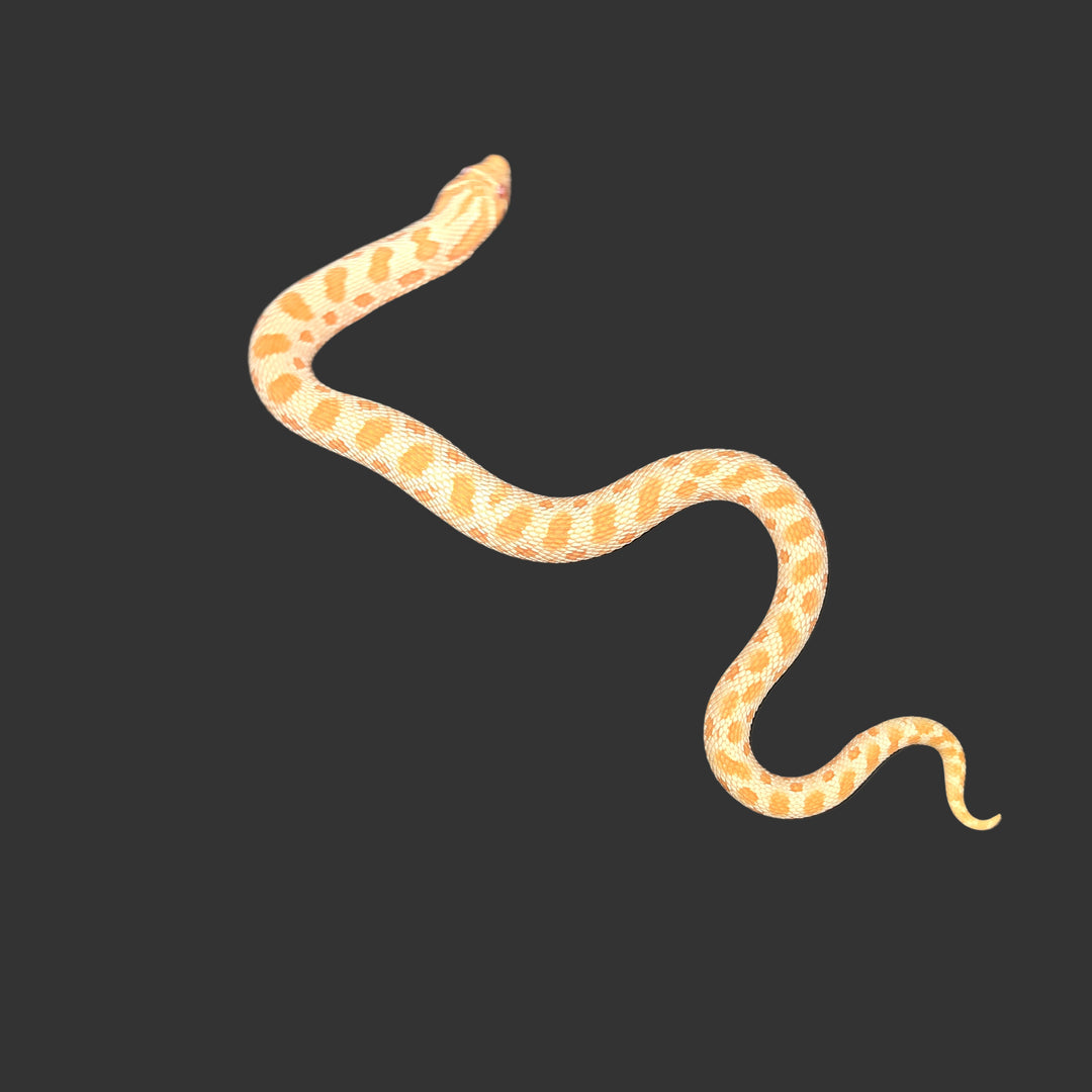 Heterodon nasicus (Hognose Snake) Albino Conda FEMALE