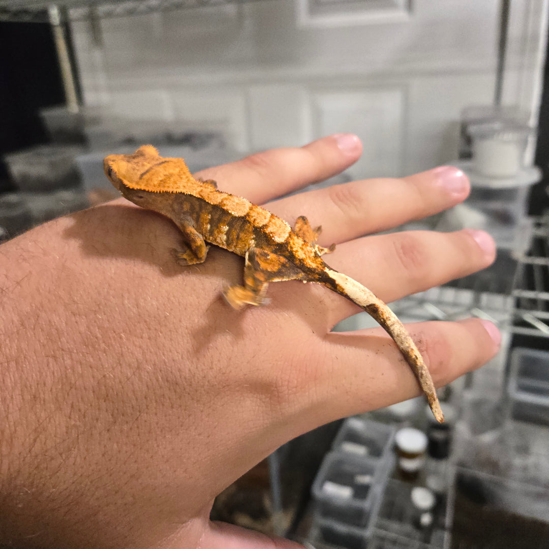 Correlophus ciliatus (Crested Gecko) Extreme Harlequin