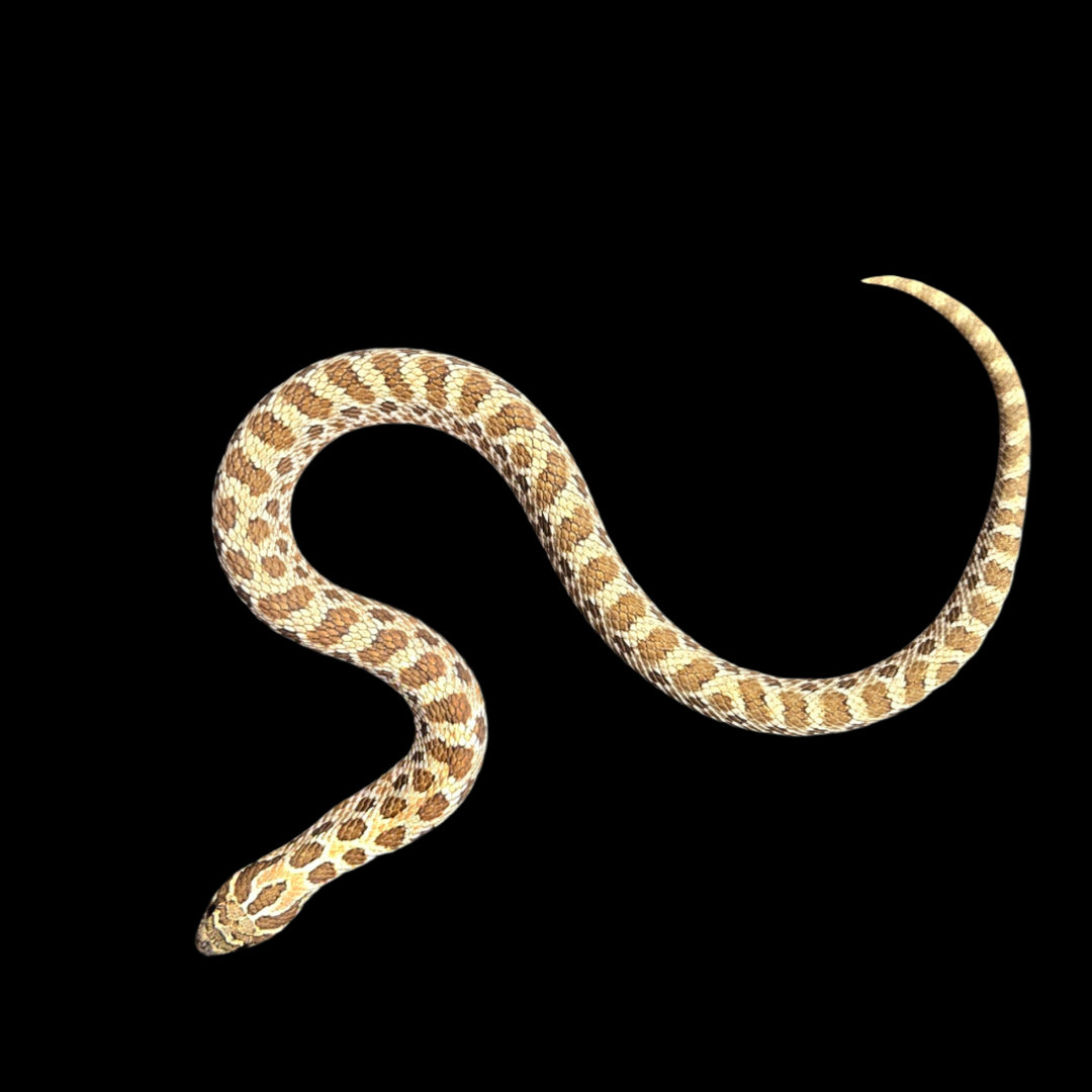 Heterodon nasicus (Hognose Snake) Arctic Male