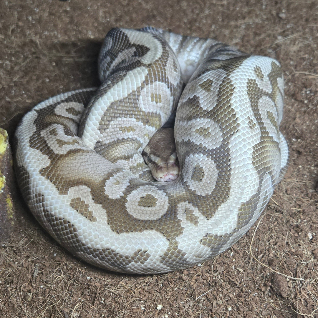 Python regius (Ball Python) '20 Hidden Gene Woma Mystic YB Het Ultramel Male
