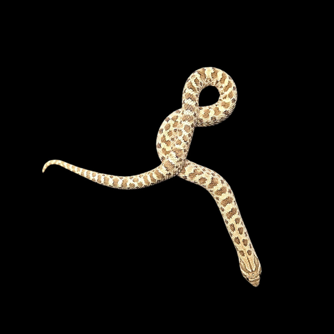 Heterodon nasicus (Hognose Snake) WC BLOODLINE FEMALE