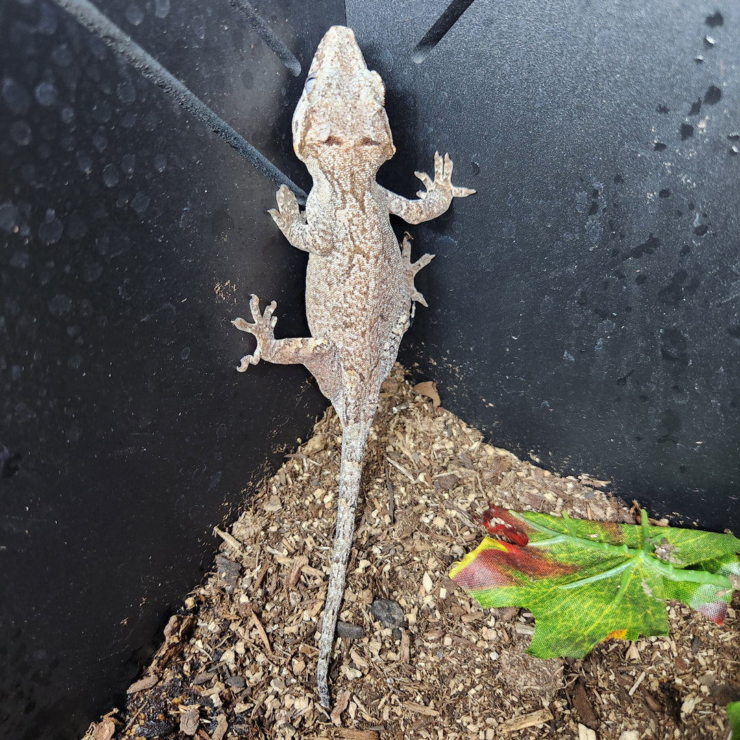 Rhacodactylus auriculatus (Gargoyle Gecko) 'Reticulated Orange Blotch'