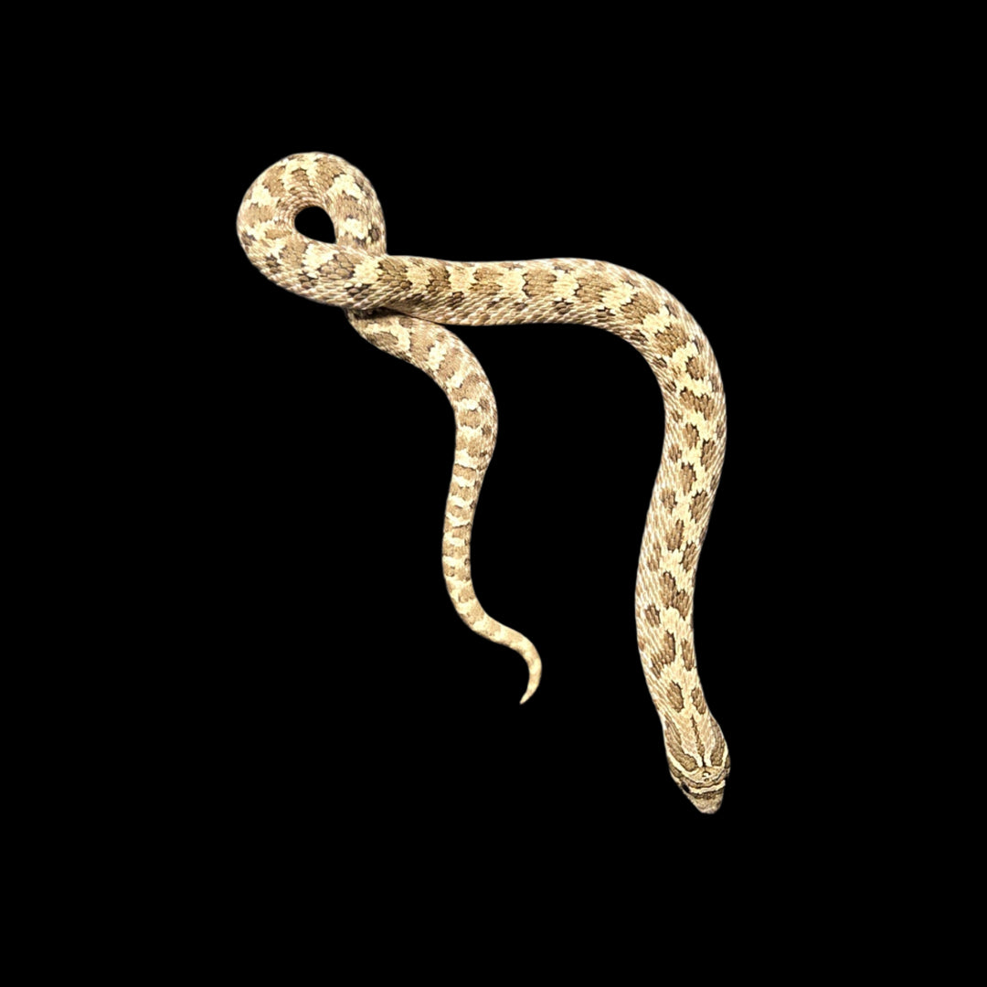 Heterodon nasicus (Hognose Snake) Normal Male