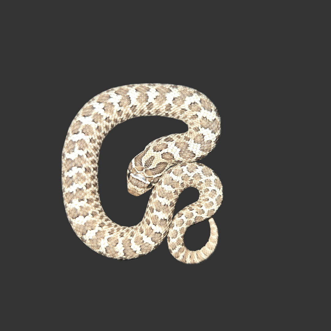 Heterodon nasicus (Hognose Snake) Axanthic Het Albino FEMALE