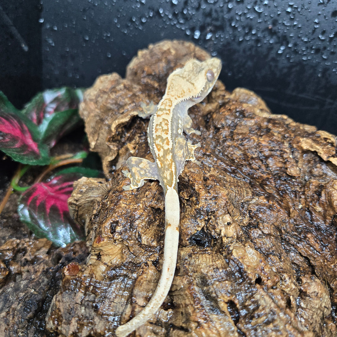 Correlophus ciliatus (Crested Gecko) Dark Base Harlequin