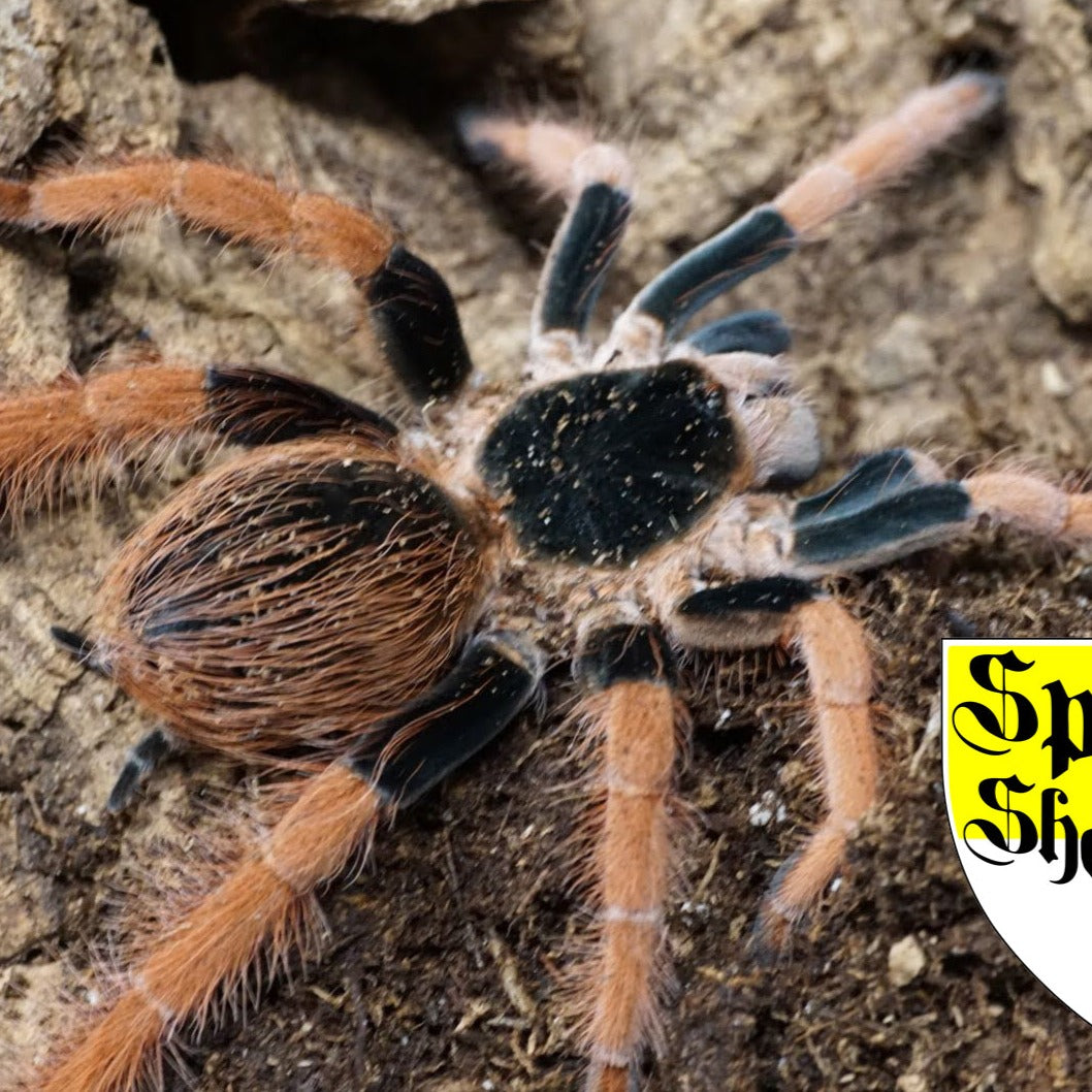 Megaphobema robustum (Colombian Red Leg) 4" MALE