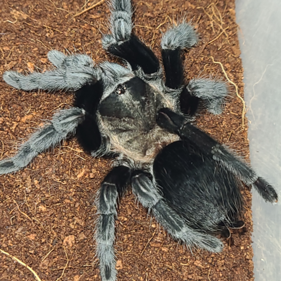 Tliltocatl schroederi (Mexican Black Velvet) 0.75"