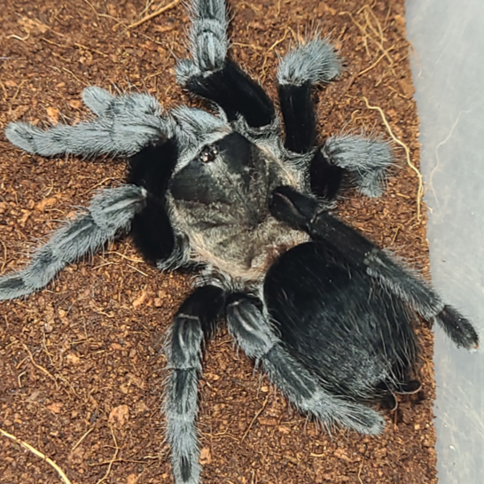 Tliltocatl schroederi (Mexican Black Velvet) 0.5"