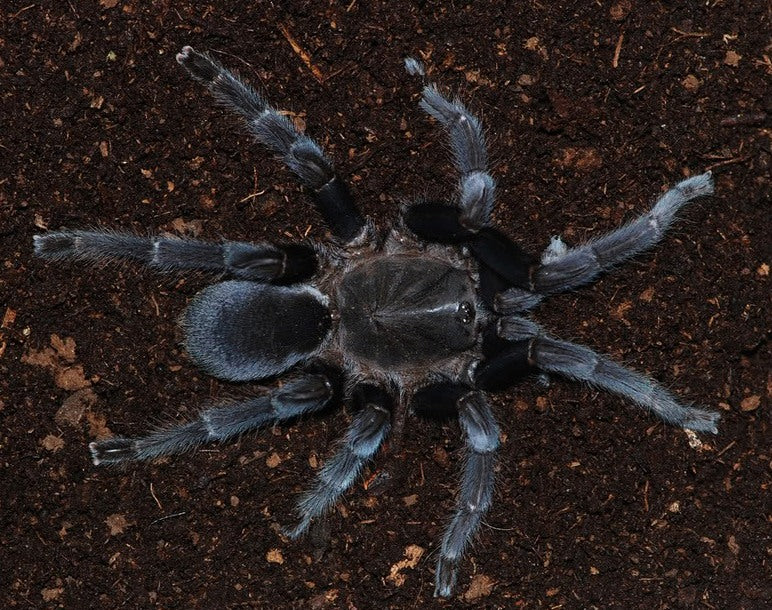 Selenocosmia javanensis 'Sumatra' (Java Yellow-Knee) 3" FEMALE