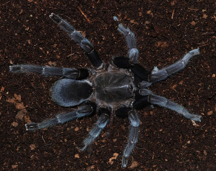 Selenocosmia javanensis 'Sumatra' (Java Yellow-Knee) 3" FEMALE