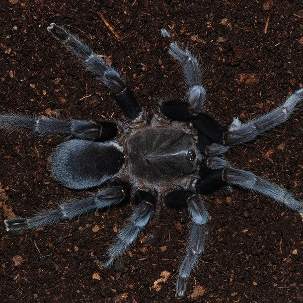 Selenocosmia javanensis 'Sumatra' (Java Yellow-Knee) 3" FEMALE