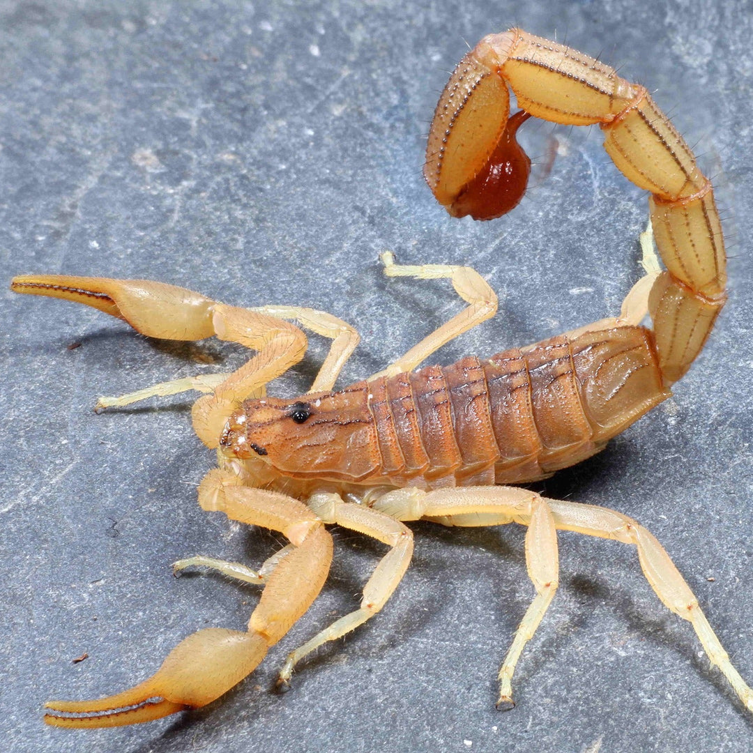 Hottentotta tamulus (Indian Red Scorpion) 0.5"