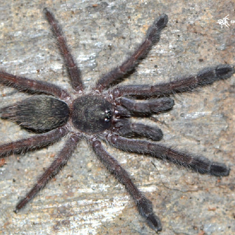 Tapinauchenius sanctivicenti (St. Vincent's Tree Spider) 0.5"
